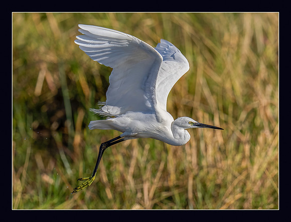 Great Egret