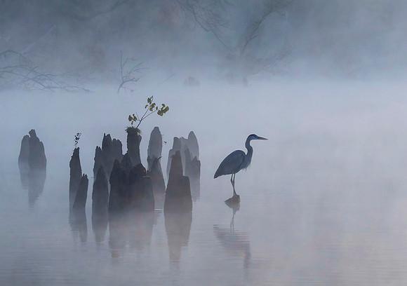 Misty Morning