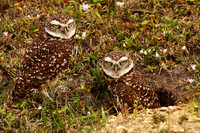 Burrowing Owls