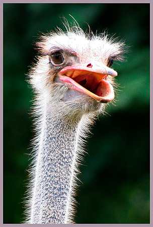 Ostrich Talk