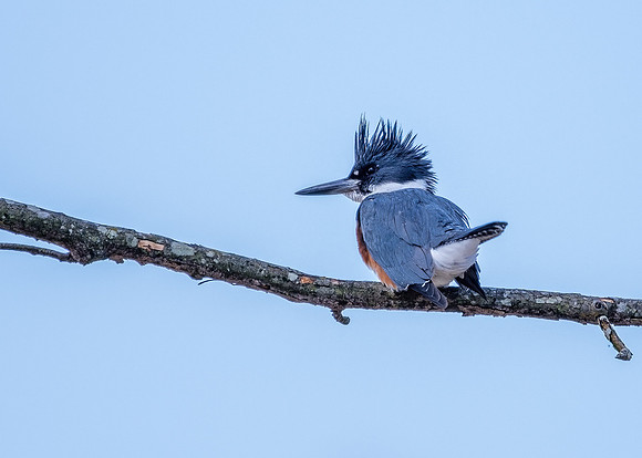 Kingfisher on Branch