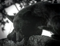 Cub Scout