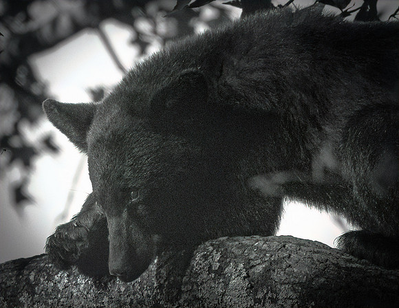 Cub Scout