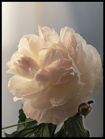 Peony blossom and bud