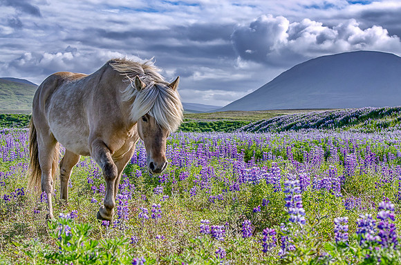 Through the Field of Lupines