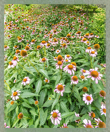 Ocean of Echinacea
