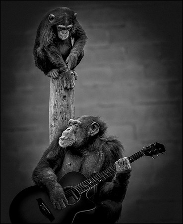 Headliner at the Zoo