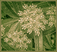 Botanical Lace
