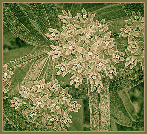Botanical Lace