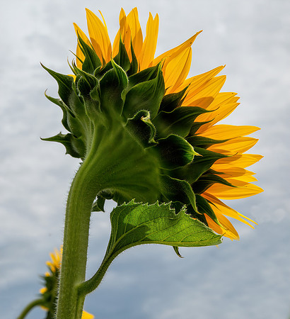 Reaching for the Sky_