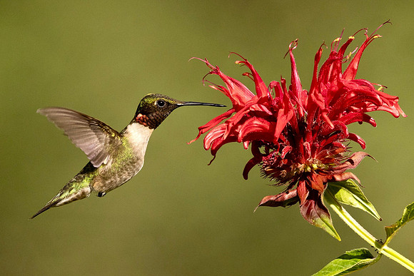 Hummer Likes Red