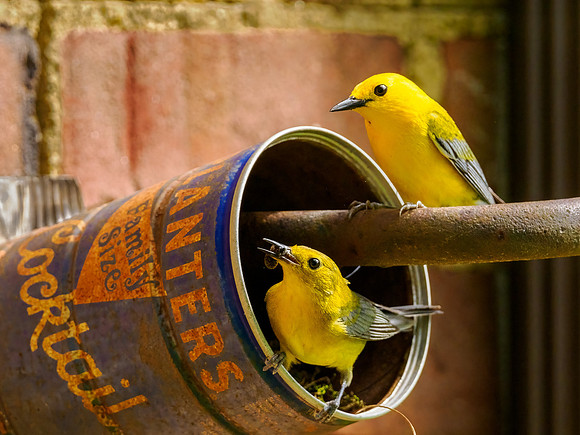 Family Size Nest