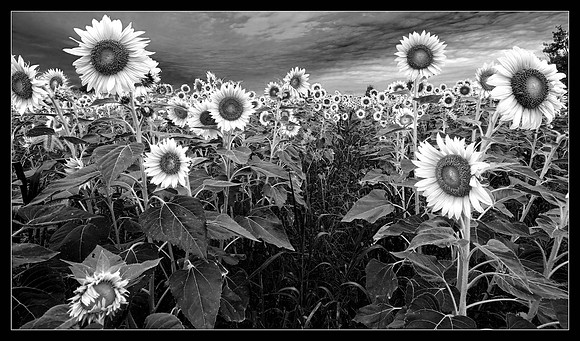 Sunflower Storm