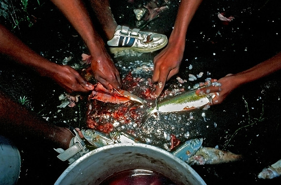 The Herring Run