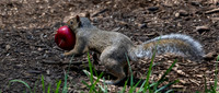 An Apple A Day