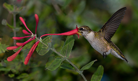 Humming Bird