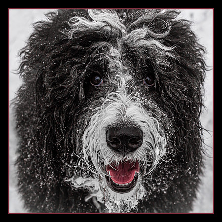 Snow Doodle
