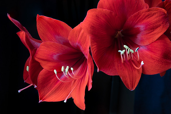 Amaryllis