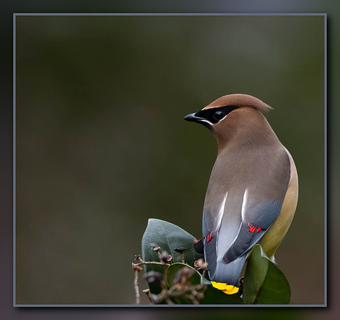 Waxwing