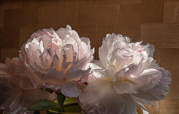 Peonies 2