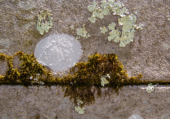 Lichen and Moss