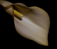 Calla Lily#1