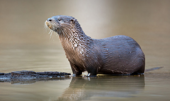 Morning Swim