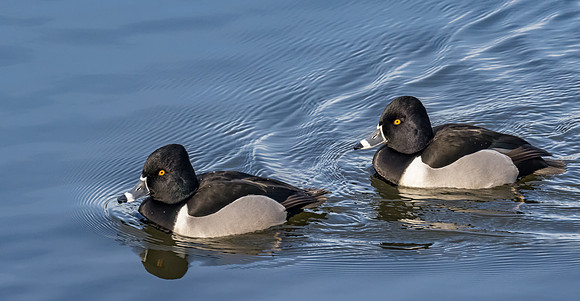 Ring Neck Ducks