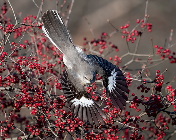 Winging It