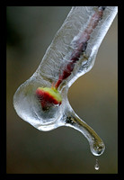 Bud in Ice