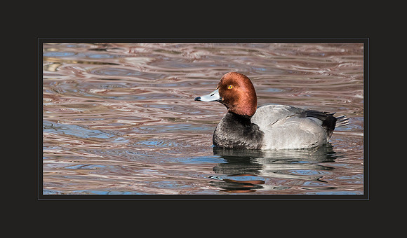 Redhead Duck
