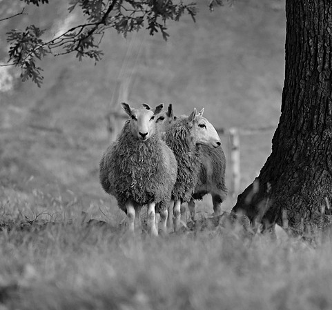 Sheep View
