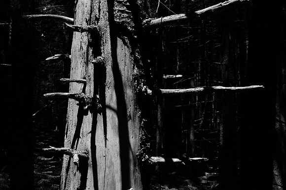 Red Spruce Forest