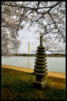 Cherry Blossoms