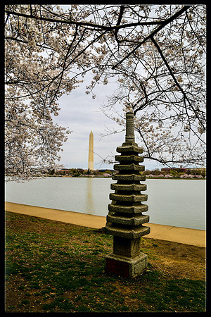Cherry Blossoms