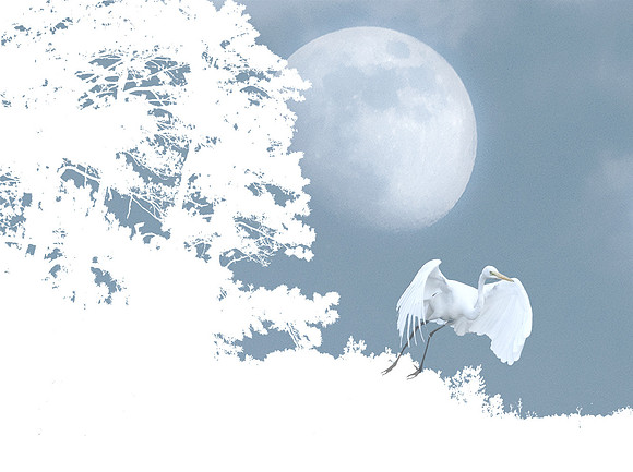 Whiteout