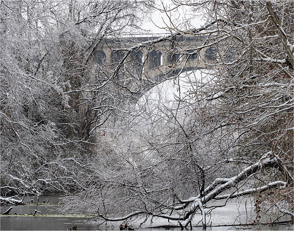 Ice Forest