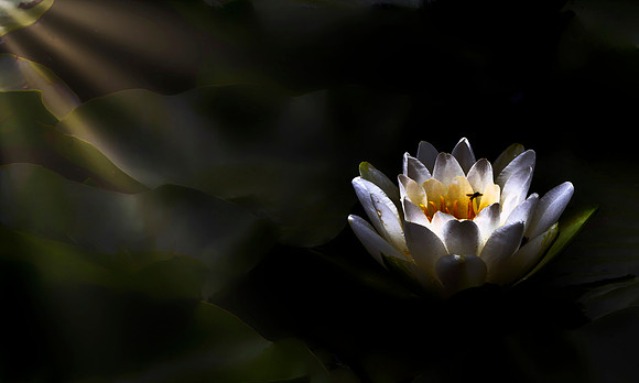Light Up For The Bee