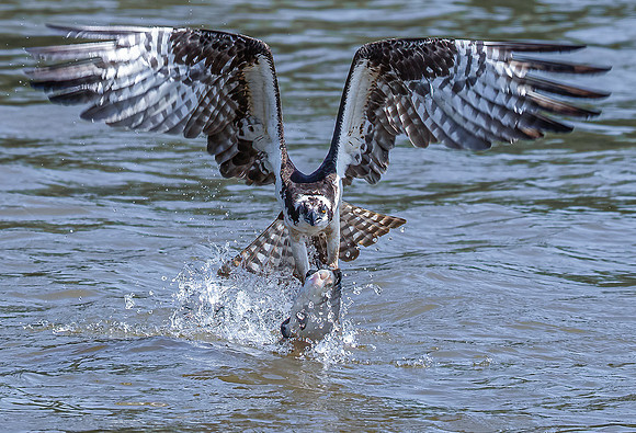Morning Catch