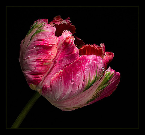 Preppy Tulip