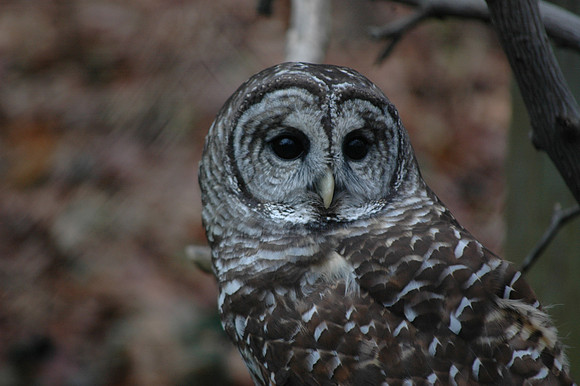 The Wise One