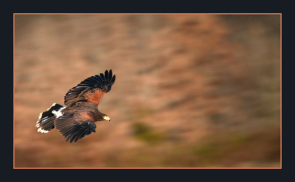 Free As a Bird