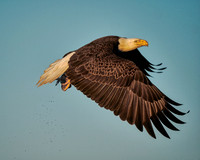Bald Eagle With Breakfast