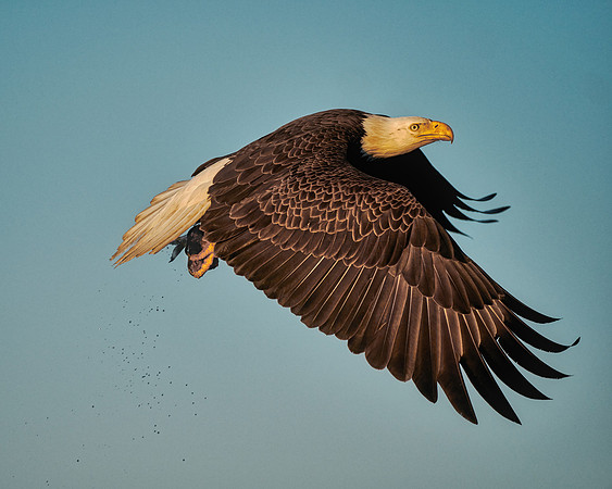 Bald Eagle With Breakfast