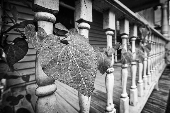 Porch Ivy