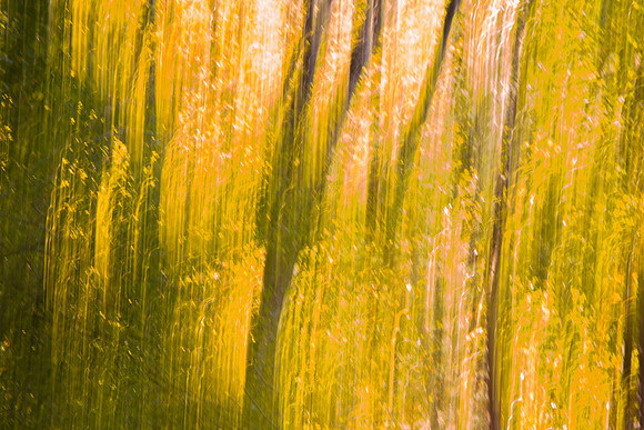 Yellow Forest