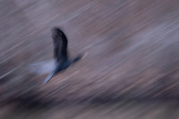 Double Crested Cormorant