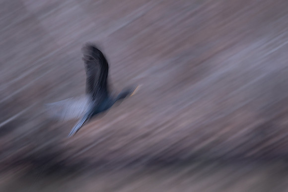 Double Crested Cormorant