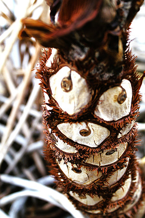 Audrey two's cousin