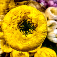 Buttercup
